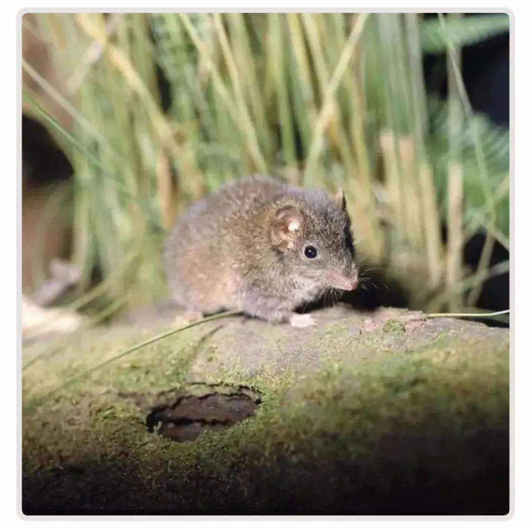 开云官网-自然界交尾时间最长的动物是哪个？人类为什么不能像它们一样？